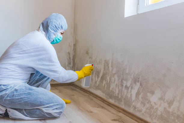 Licensed Black Mold Removal service in Needham, MA - WQB Mold Removal