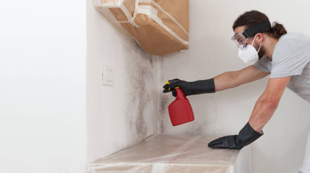 Professional Black Mold Removal technician working in Needham, MA
