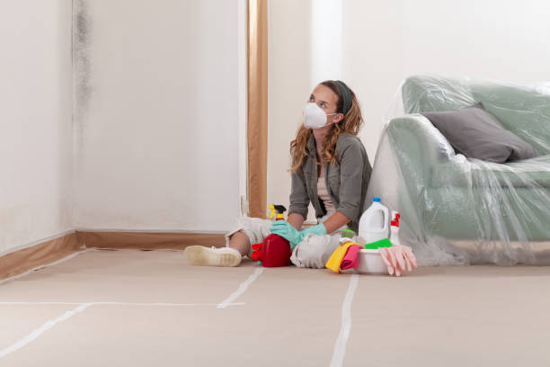 Reliable Black Mold Removal contractor in Needham, MA by WQB Mold Removal