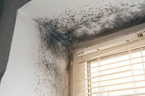 Affordable Black Mold Removal solutions in Needham, MA